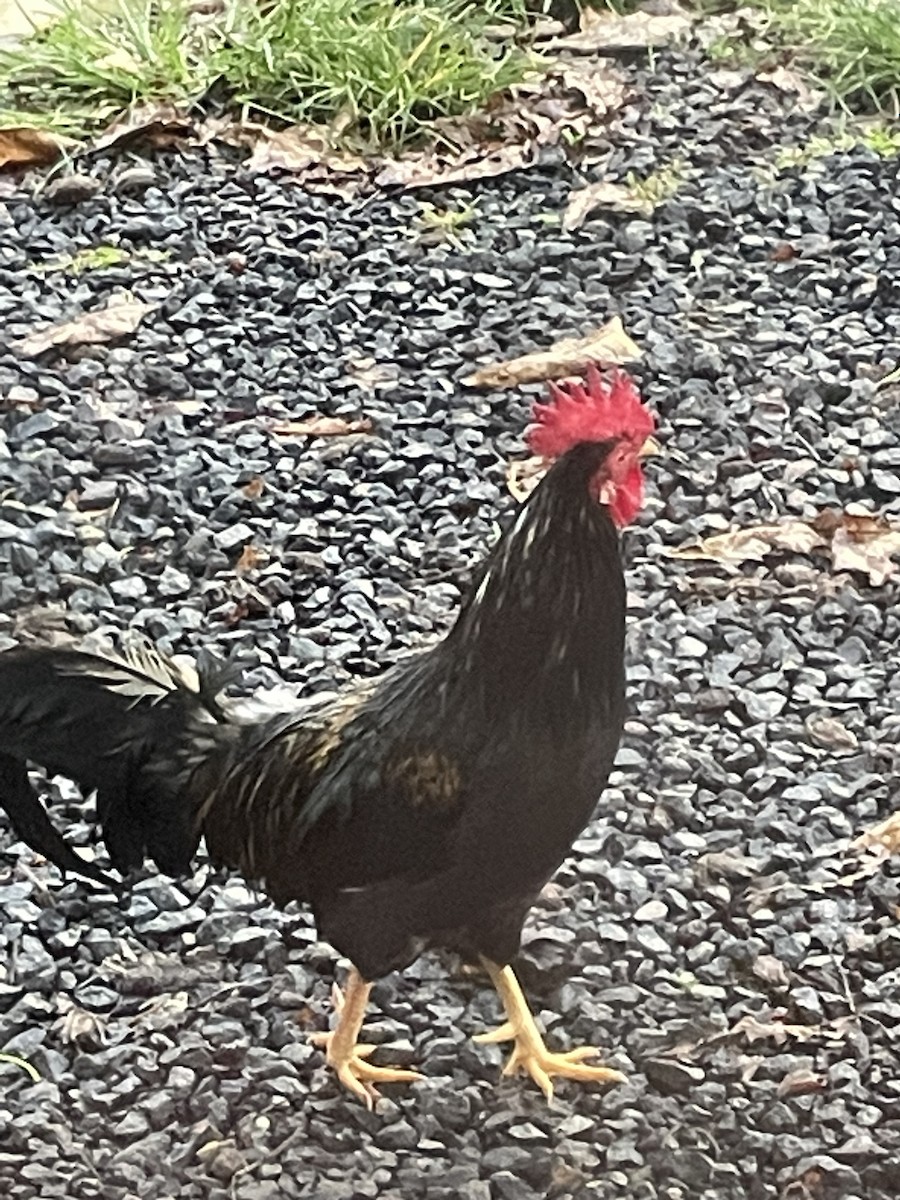 Red Junglefowl (Domestic type) - ML622124410