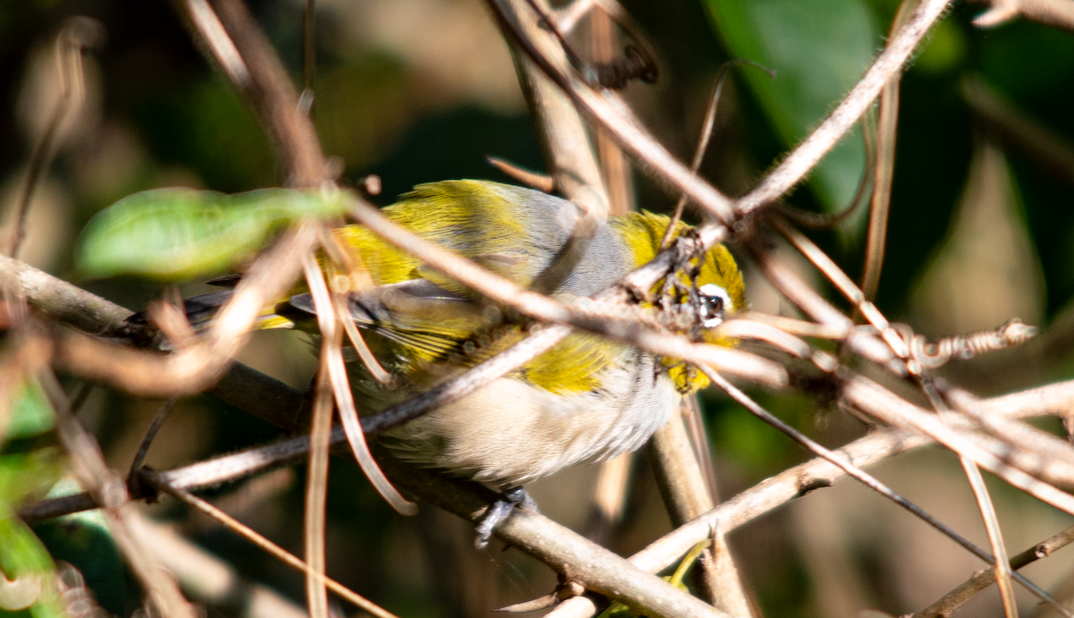 Graumantel-Brillenvogel - ML622124420