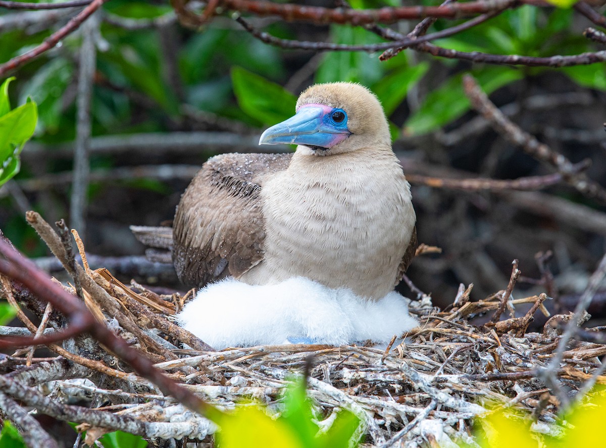 Red-footed Booby (Eastern Pacific) - ML622124443