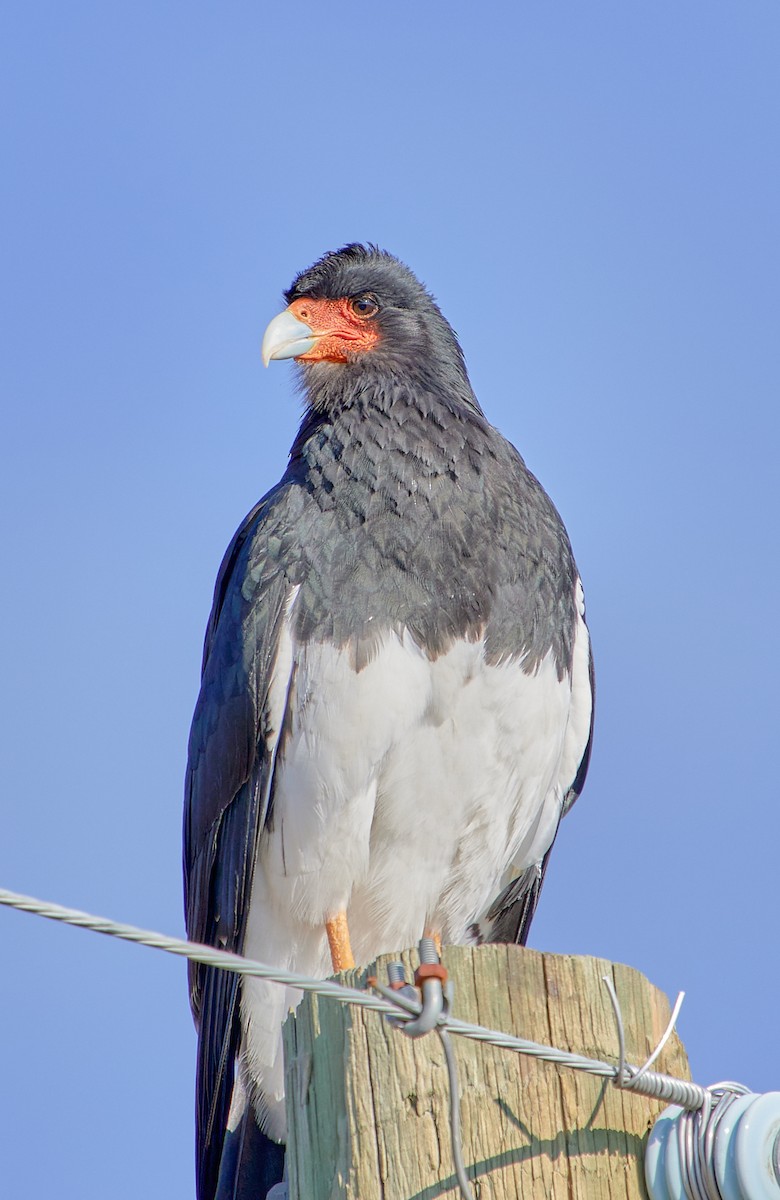 Mountain Caracara - Angélica  Abarca