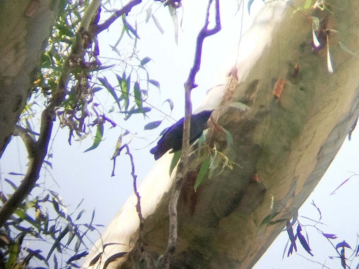 Lesser Cuckooshrike - ML622124466