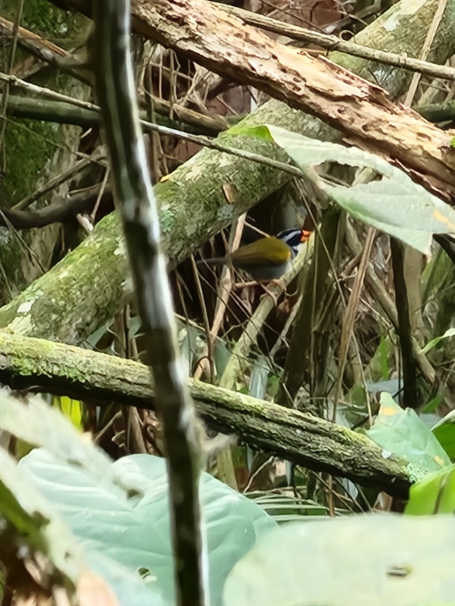 Orange-billed Sparrow - ML622124468