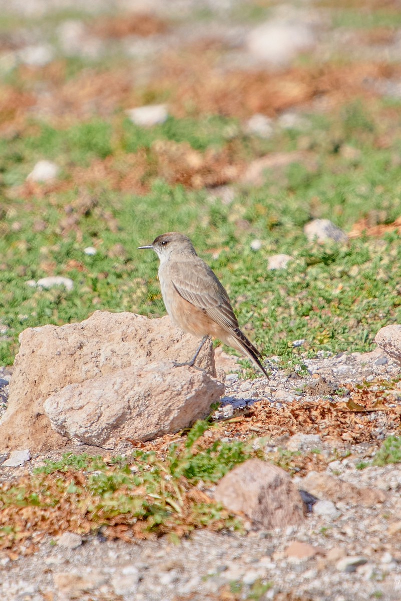 Cinnamon-bellied Ground-Tyrant - ML622124469