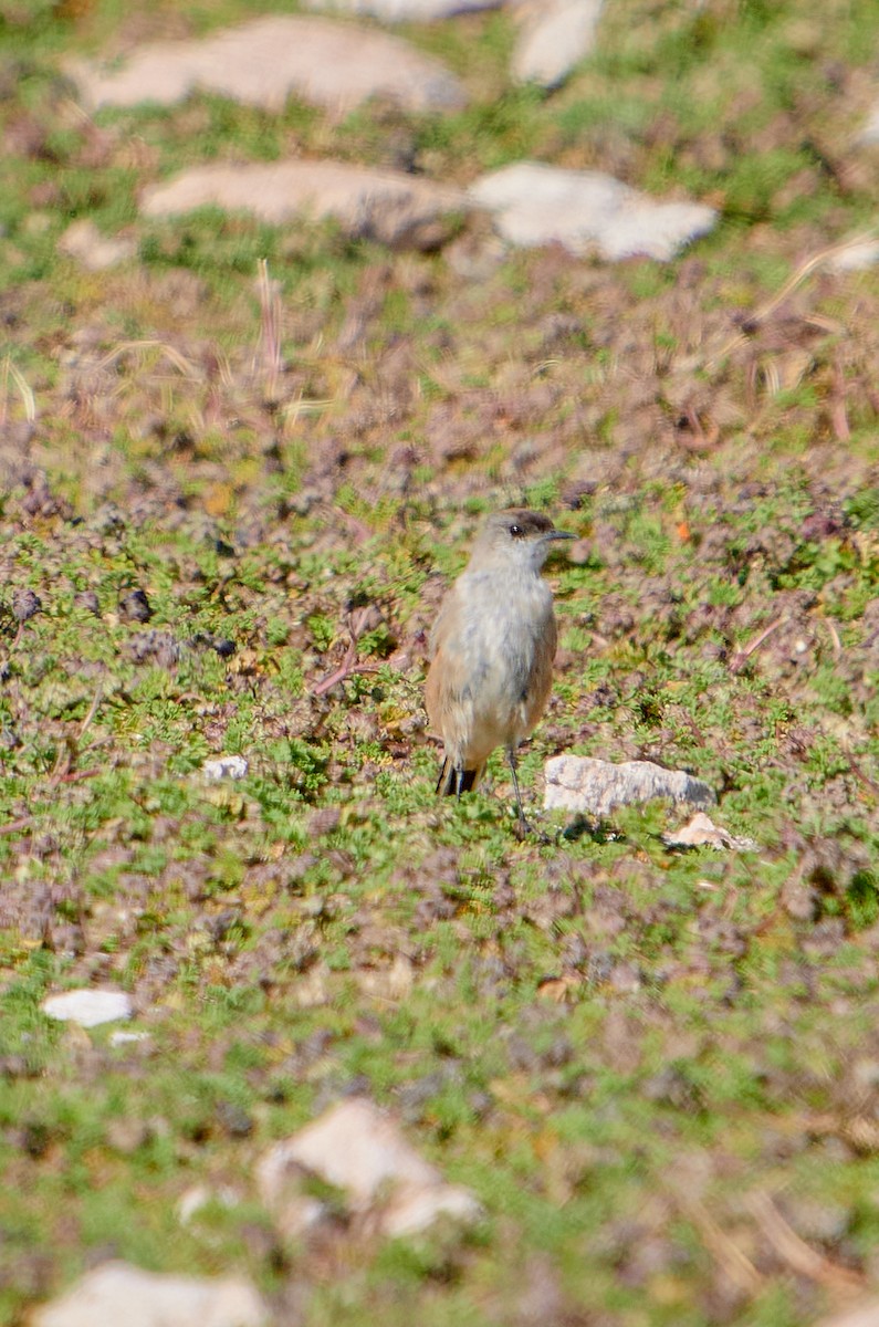 Cinnamon-bellied Ground-Tyrant - ML622124470