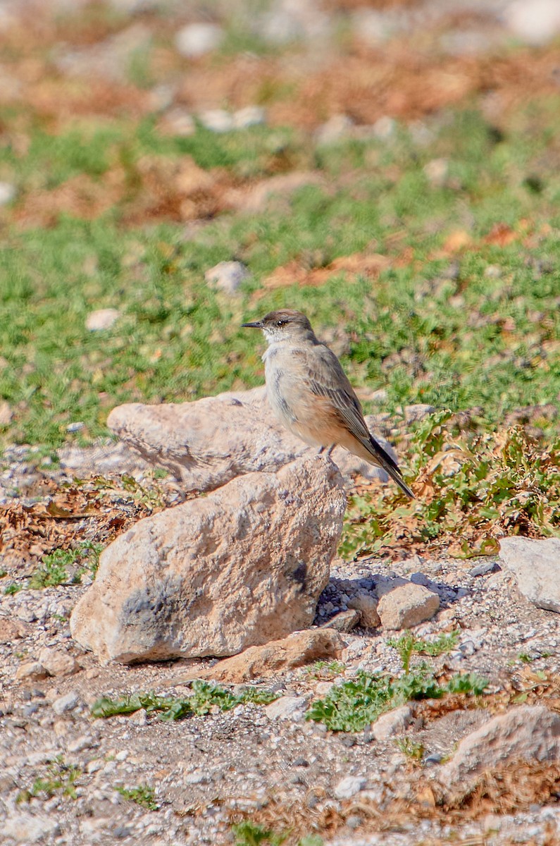 Cinnamon-bellied Ground-Tyrant - ML622124471