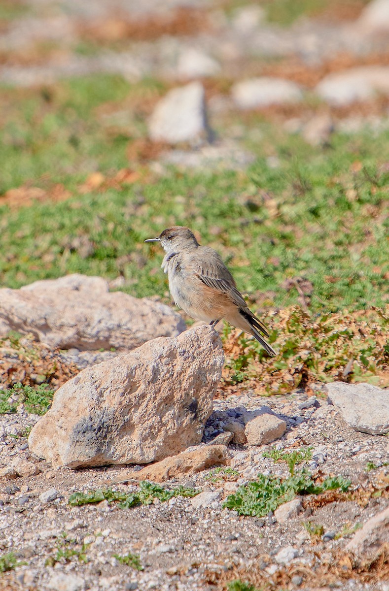 Cinnamon-bellied Ground-Tyrant - ML622124472