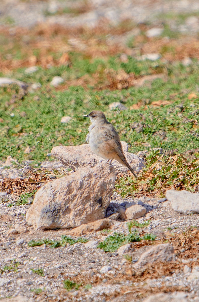 Cinnamon-bellied Ground-Tyrant - ML622124473