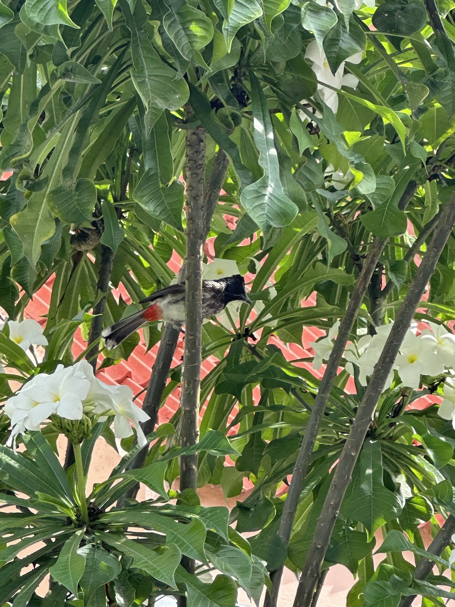 Red-vented Bulbul - ML622124474