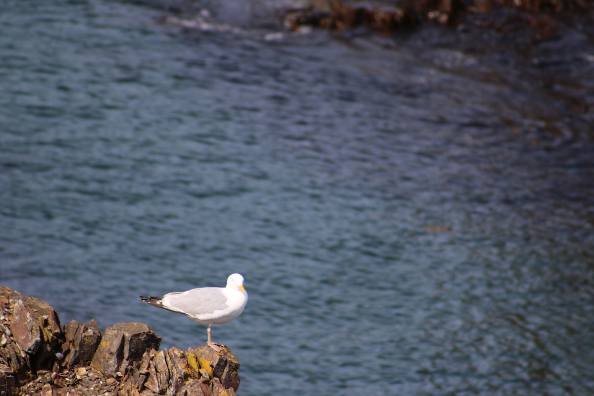 Herring Gull (American) - ML622124475