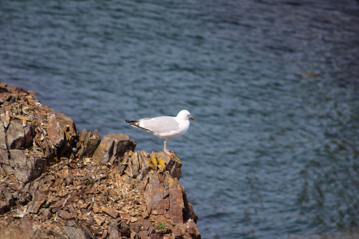 Herring Gull (American) - ML622124476