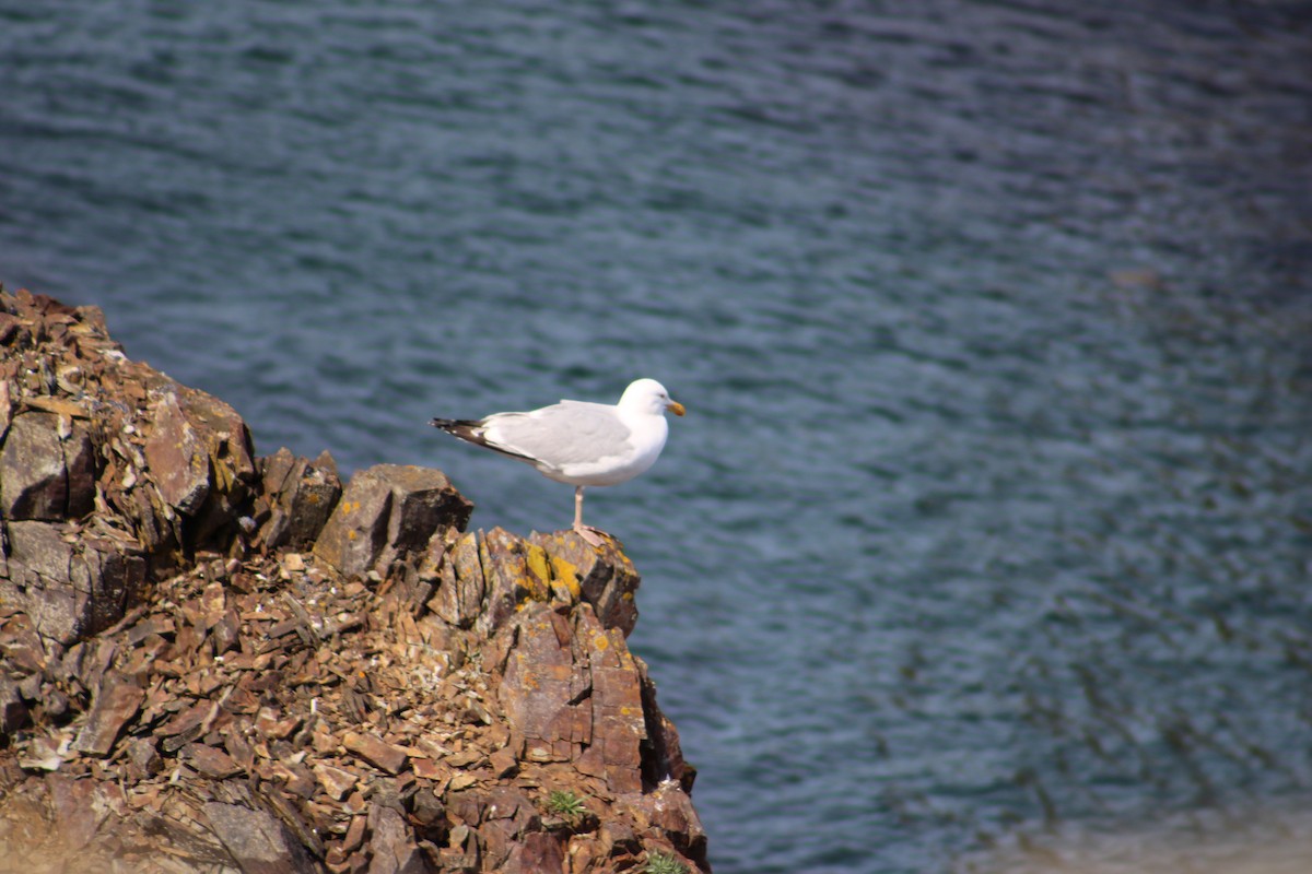 Herring Gull (American) - ML622124477