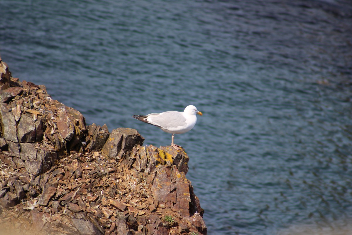 Herring Gull (American) - ML622124478