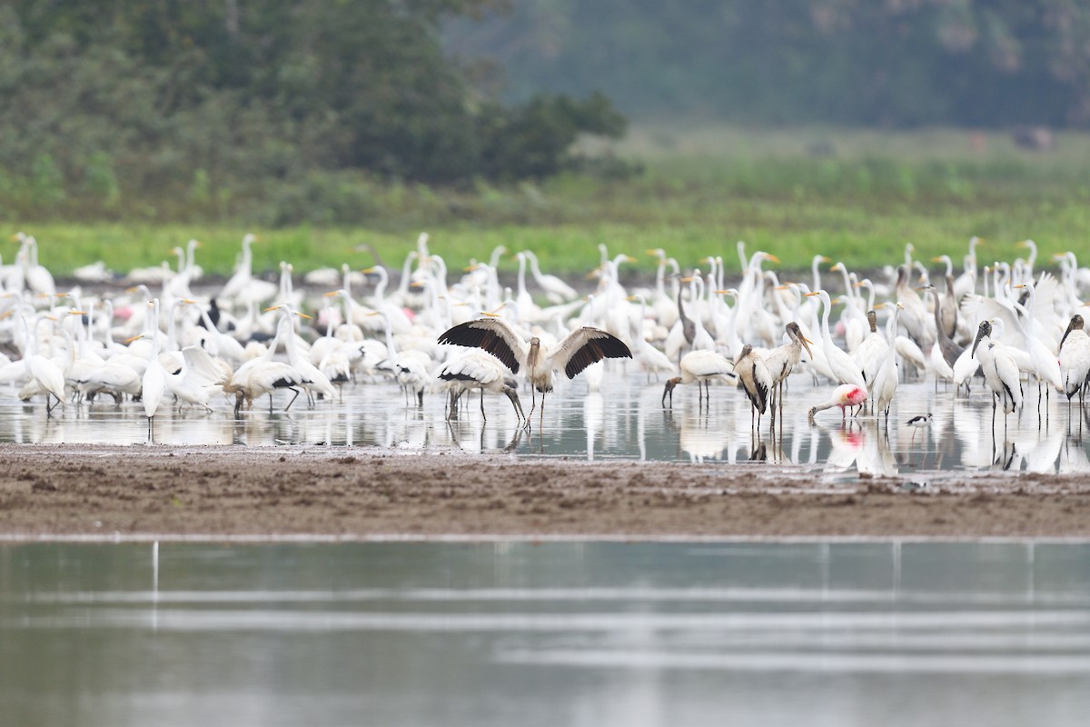 Jabiru - terence zahner