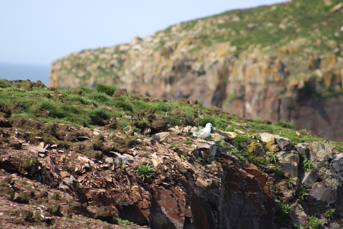 Black-legged Kittiwake - ML622124482