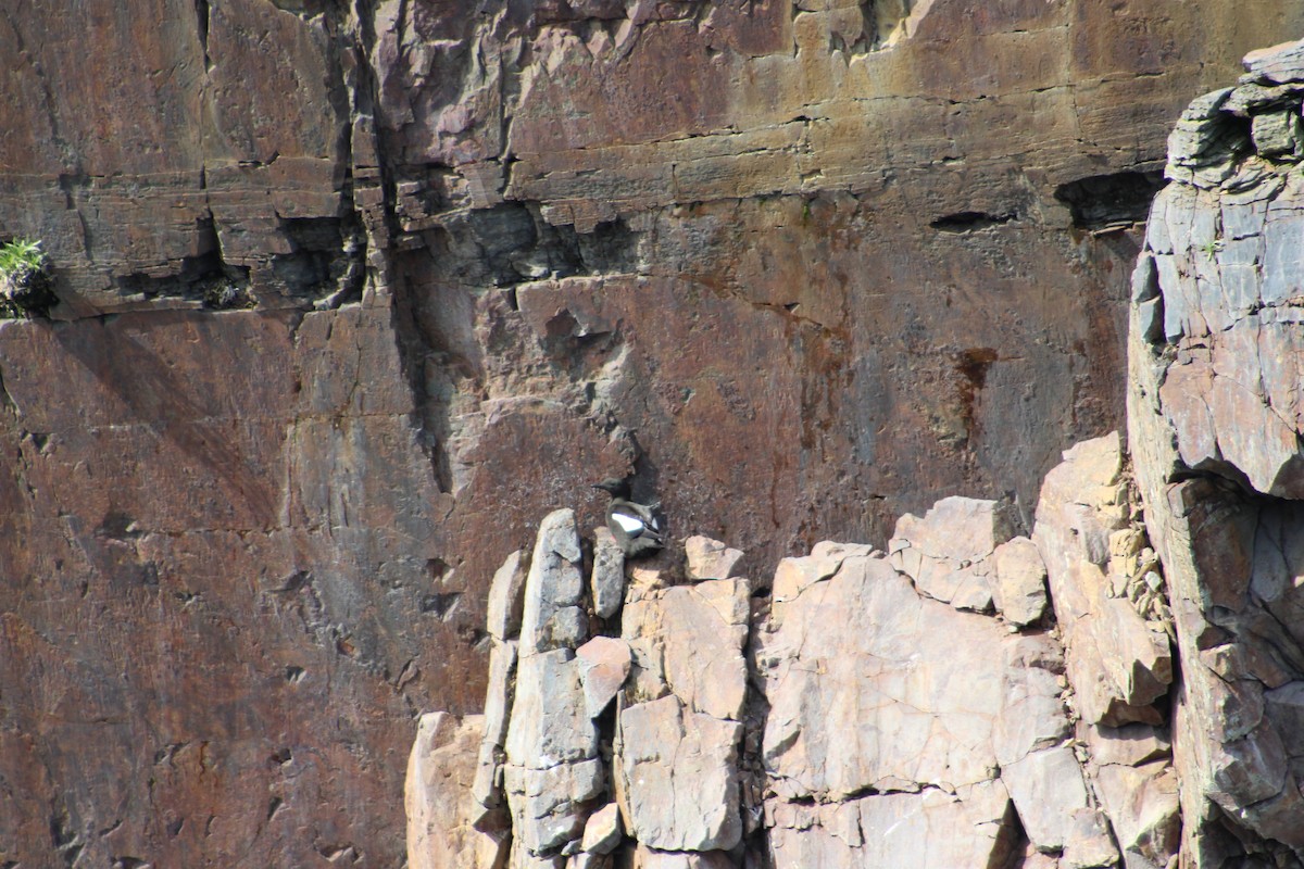 Black Guillemot (grylle Group) - ML622124483