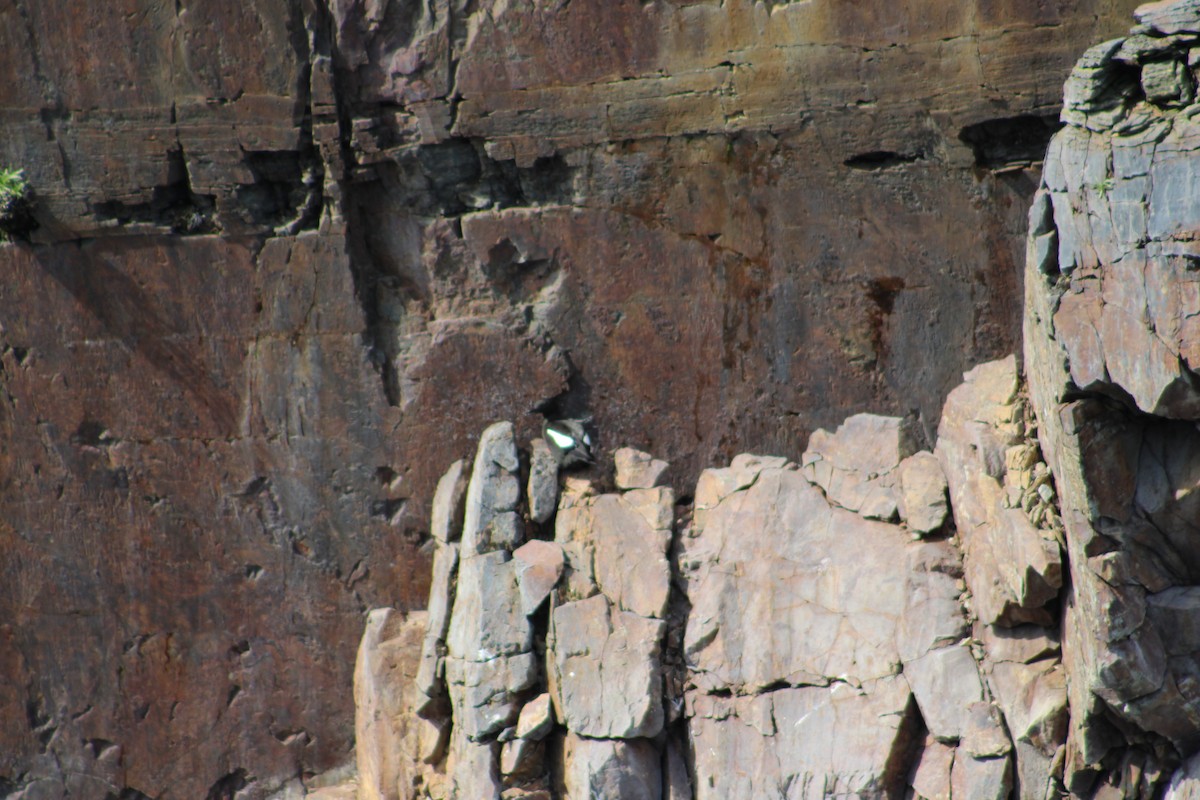 Black Guillemot (grylle Group) - ML622124484