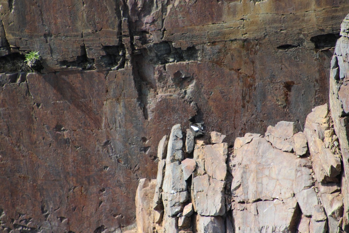 Black Guillemot (grylle Group) - ML622124486