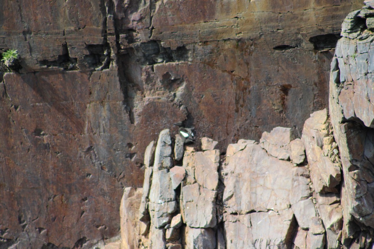 Black Guillemot (grylle Group) - ML622124489