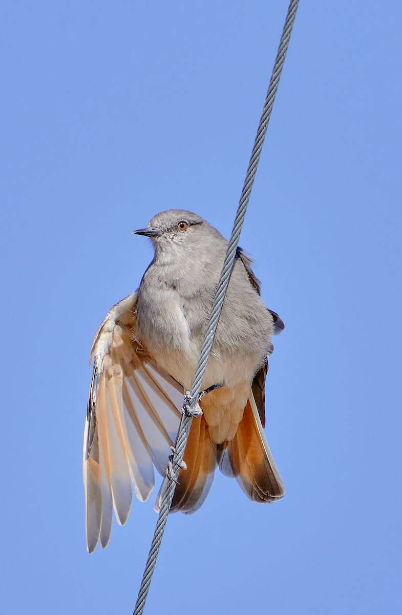 Rufous-webbed Bush-Tyrant - ML622124491