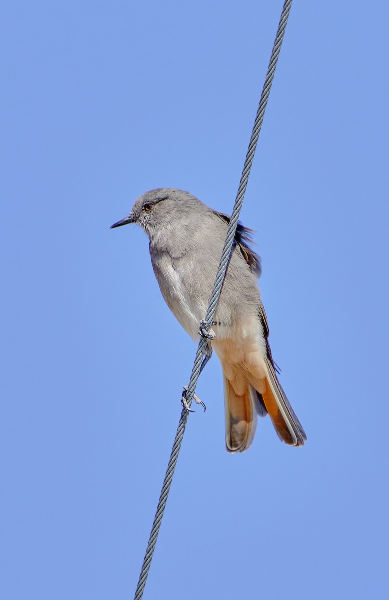 Rufous-webbed Bush-Tyrant - ML622124492