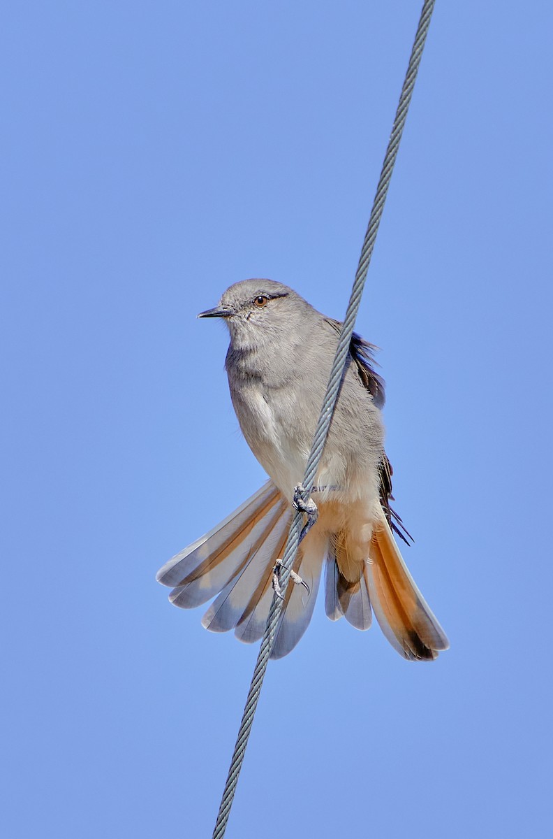 Rufous-webbed Bush-Tyrant - ML622124493