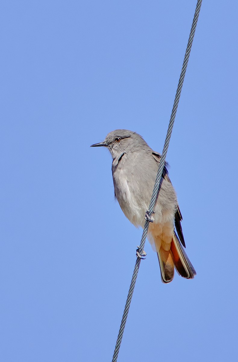 Rufous-webbed Bush-Tyrant - ML622124494