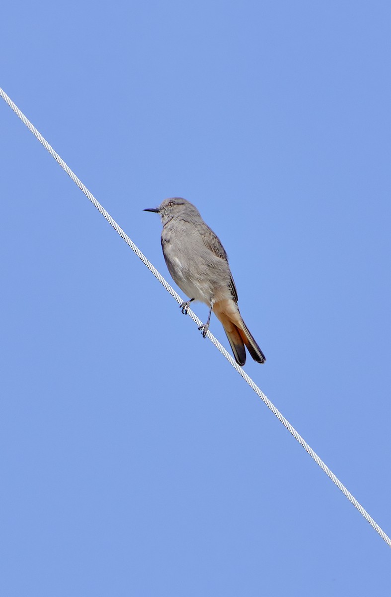 Rufous-webbed Bush-Tyrant - ML622124495