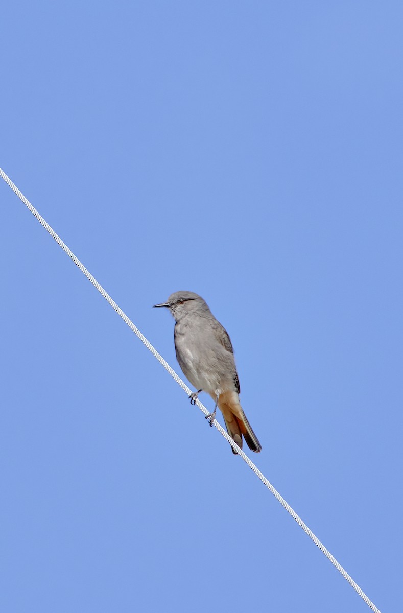 Rufous-webbed Bush-Tyrant - ML622124496