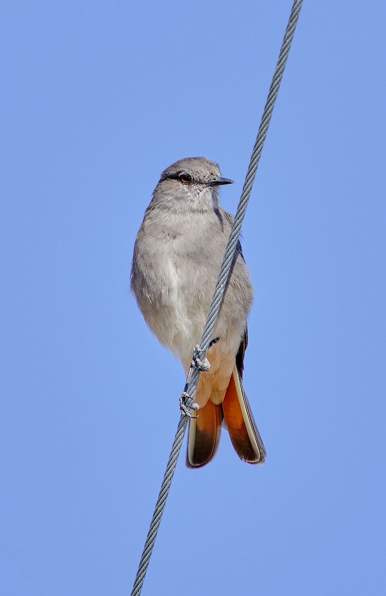 Rufous-webbed Bush-Tyrant - Angélica  Abarca