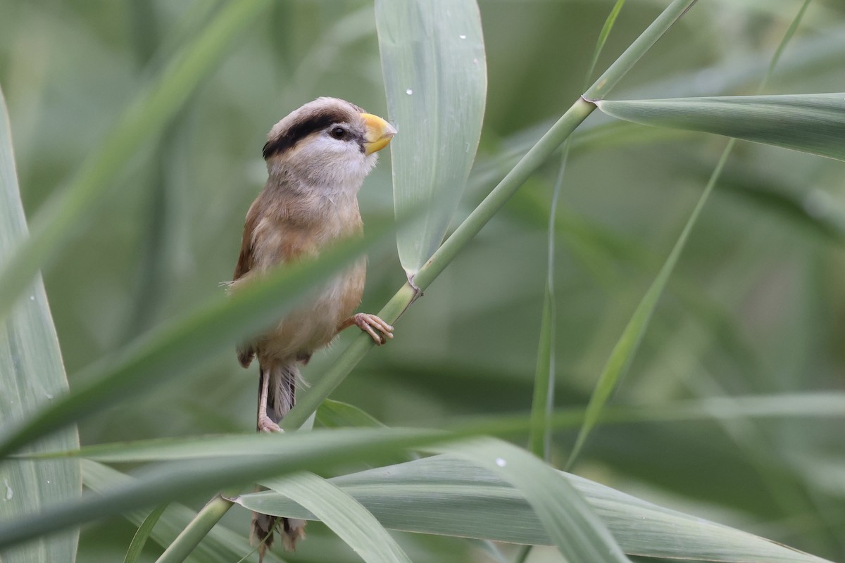 Reed Parrotbill - ML622124510