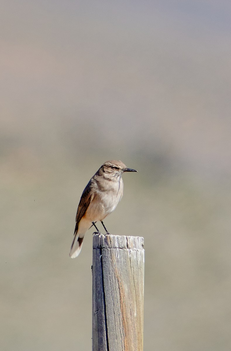 Black-billed Shrike-Tyrant - ML622124521