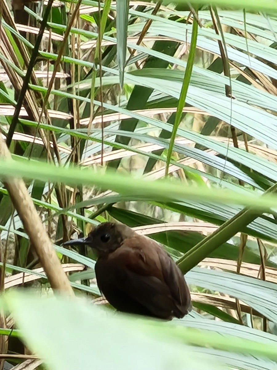 Scaly-breasted Wren - ML622124524