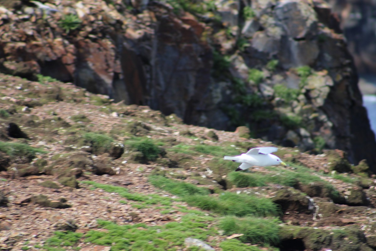 Mouette tridactyle - ML622124527