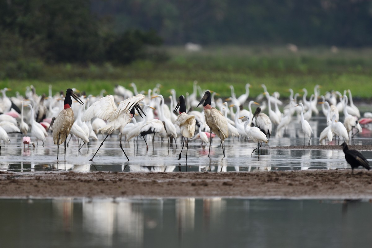 Jabiru d'Amérique - ML622124528