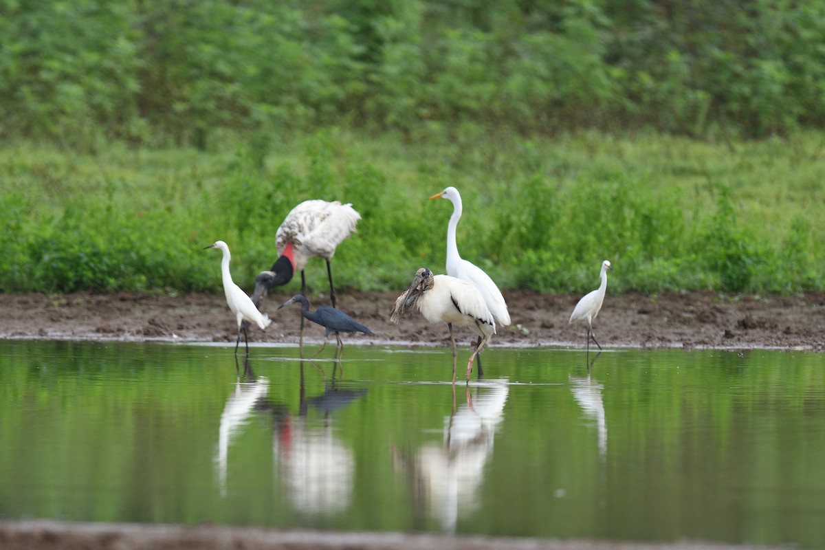 Wood Stork - ML622124529