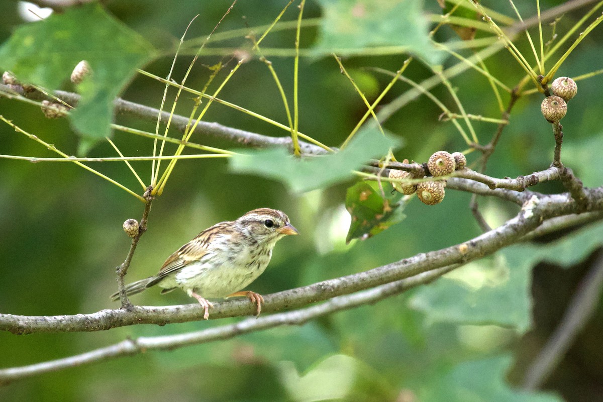 Chipping Sparrow - ML622124530