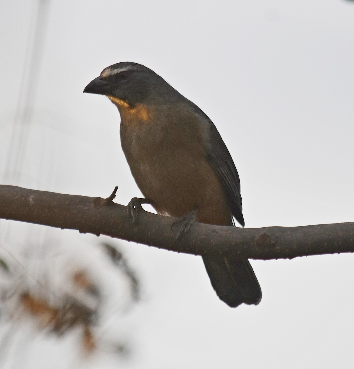 Pepitero Grisáceo del Amazonas - ML622124532