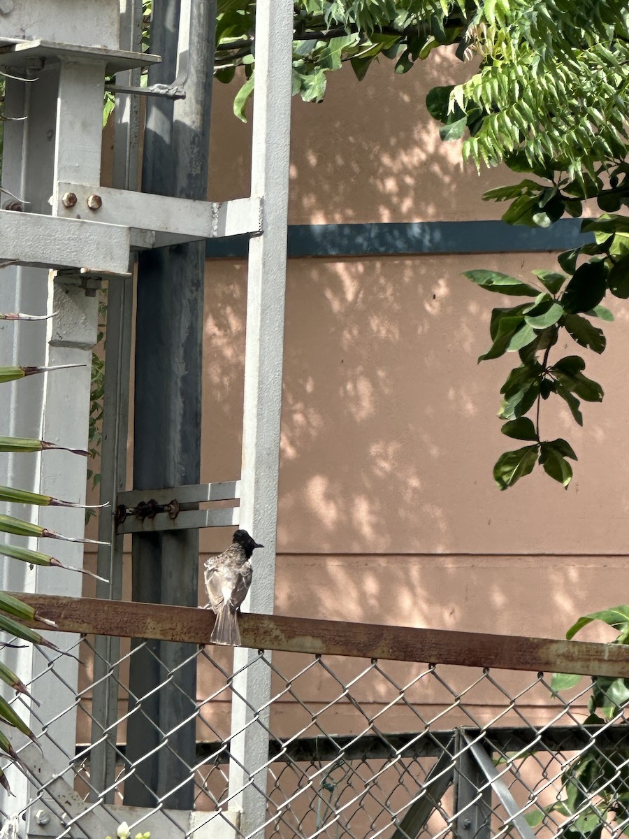 Red-vented Bulbul - ML622124535