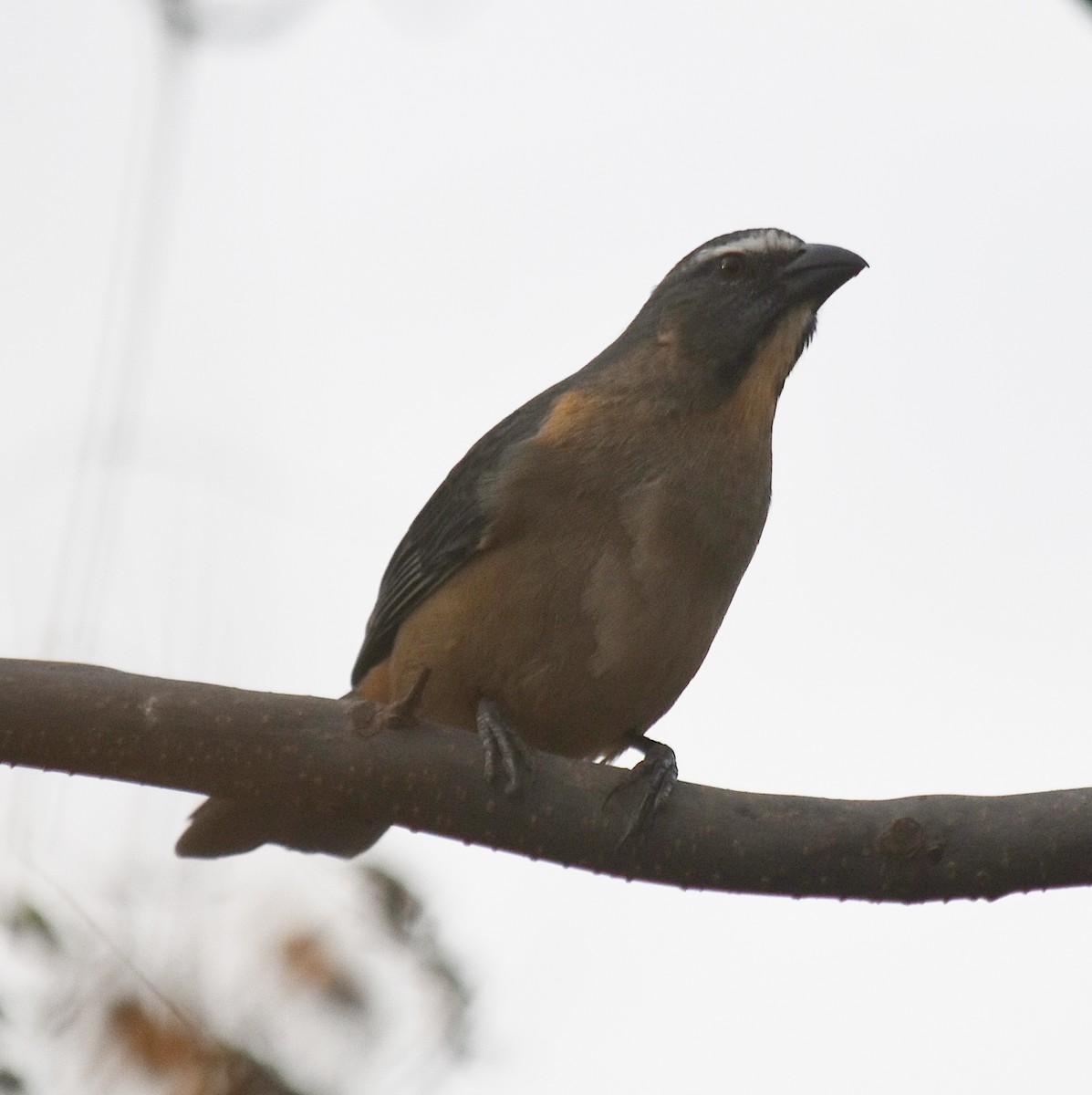 Bluish-gray Saltator - andres ebel