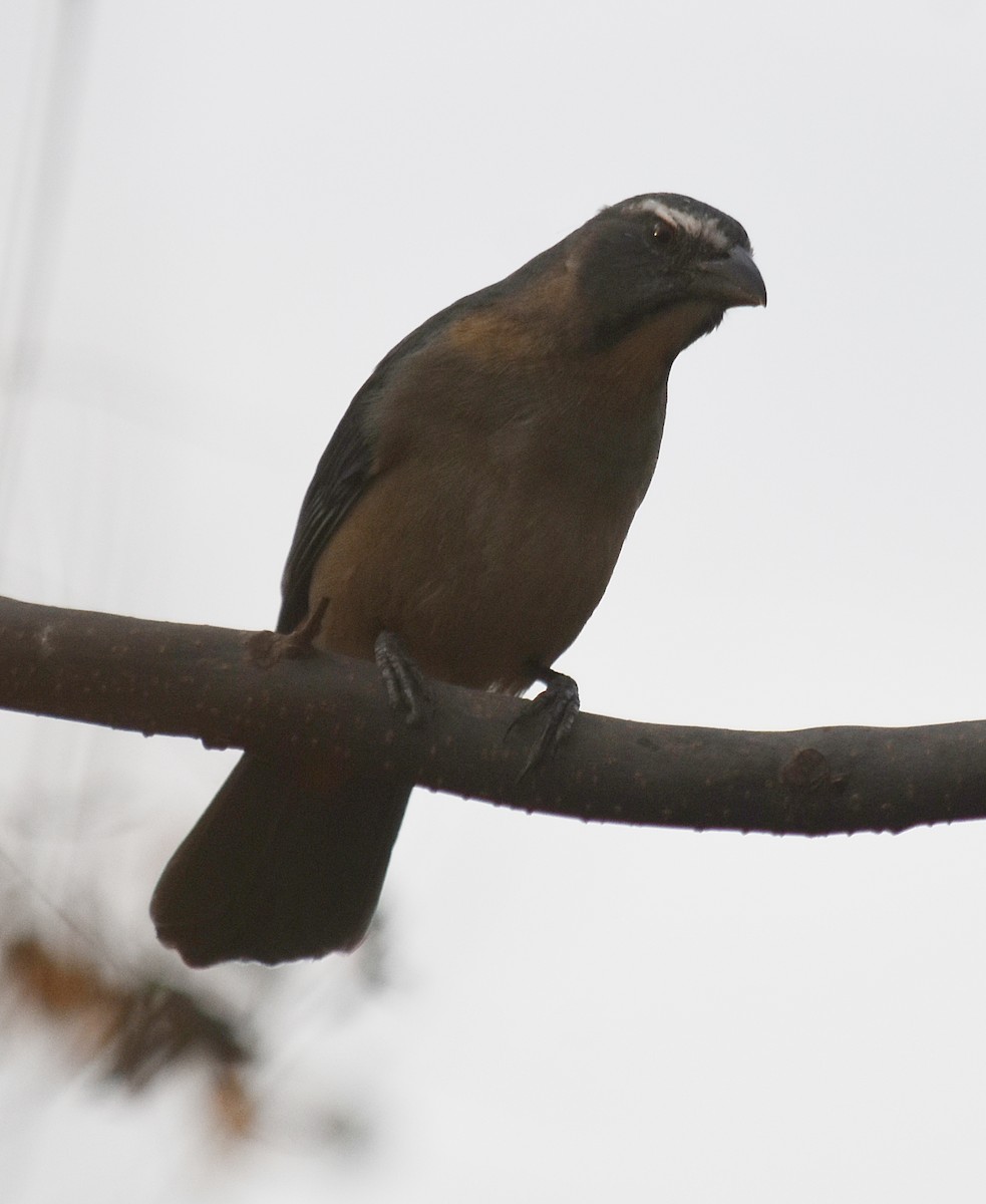 Bluish-gray Saltator - andres ebel