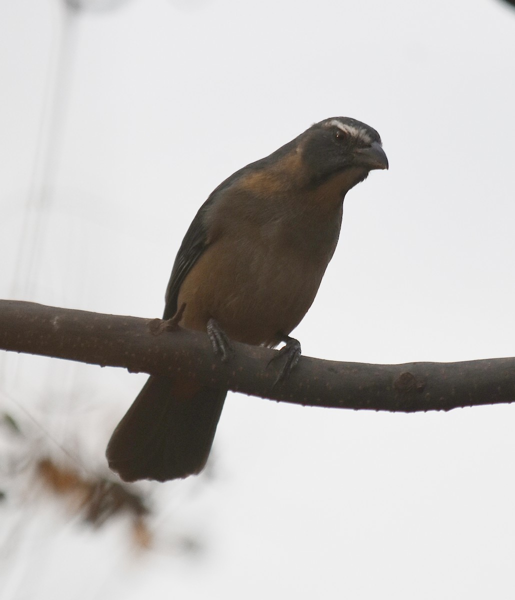 Pepitero Grisáceo del Amazonas - ML622124538