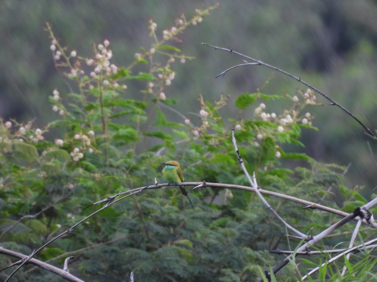 Asian Green Bee-eater - Rahul Kumaresan