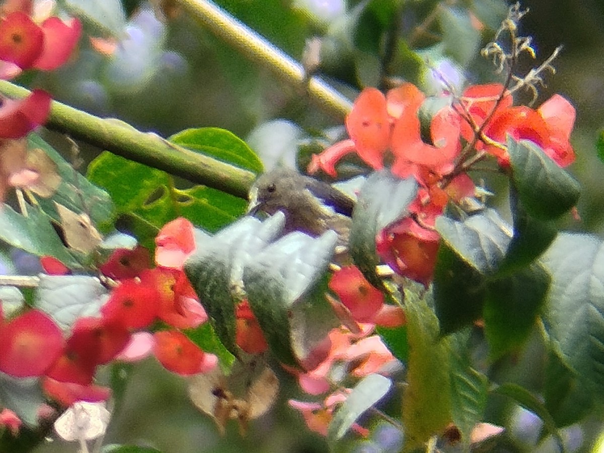 Blood-breasted Flowerpecker - ML622124541