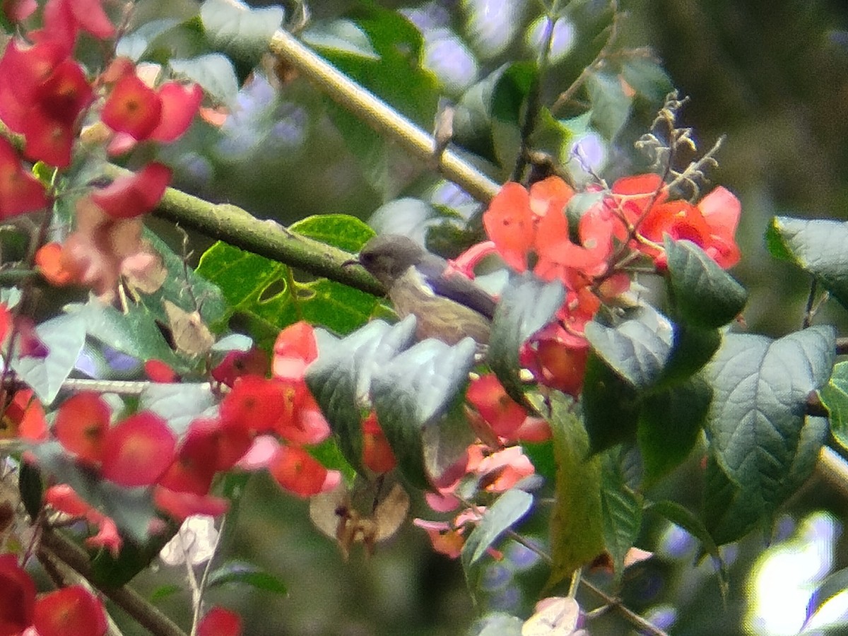 Blood-breasted Flowerpecker - ML622124542