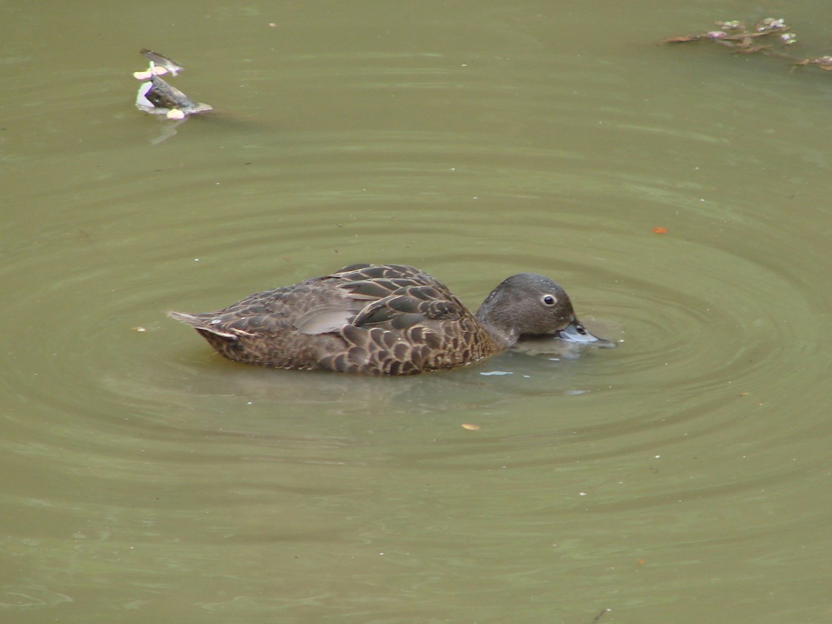 Brown Teal - Andrew Bishop