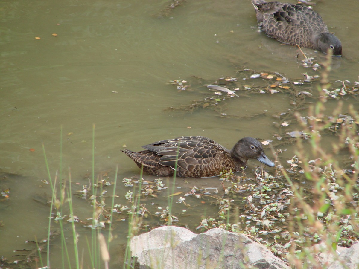 Brown Teal - ML622124545