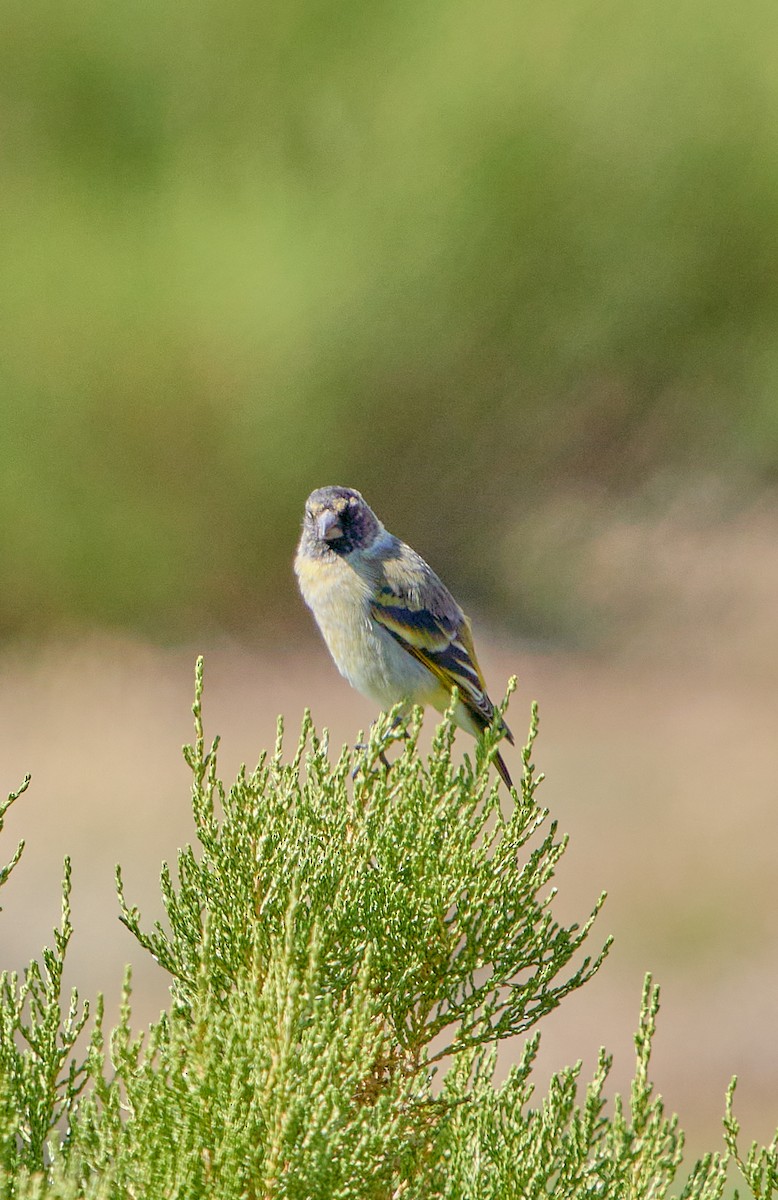 Thick-billed Siskin - ML622124546