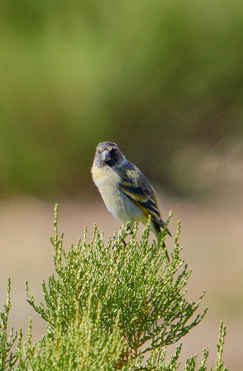 Thick-billed Siskin - ML622124547