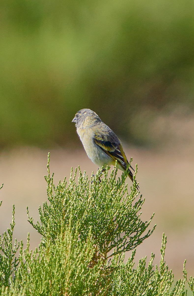 Thick-billed Siskin - ML622124548