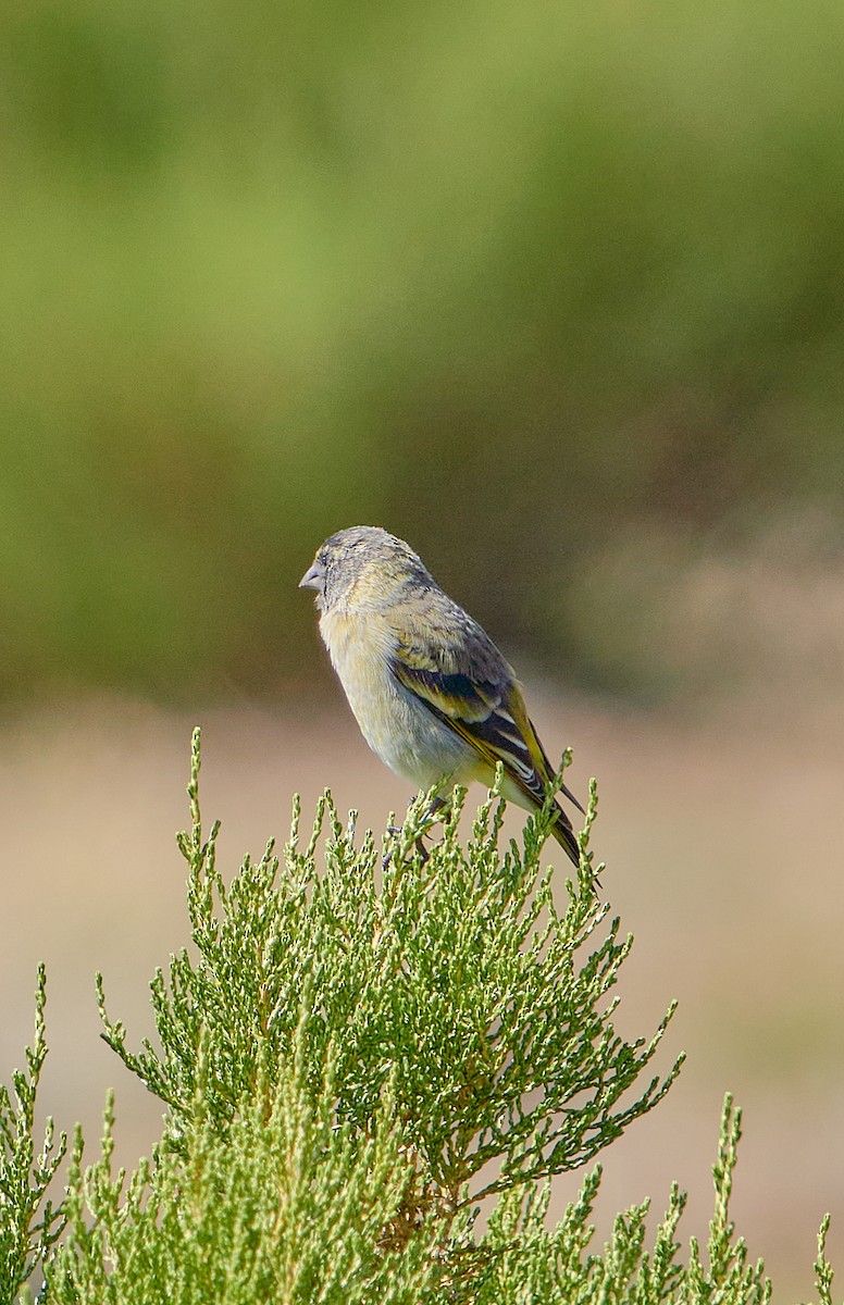 Thick-billed Siskin - ML622124549